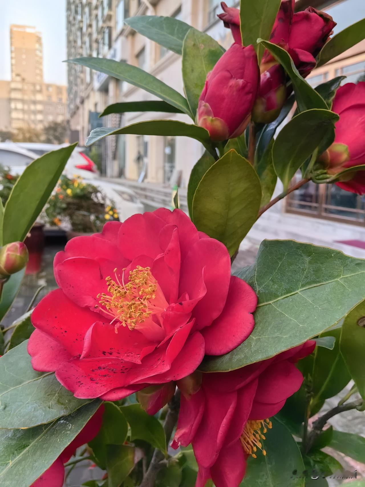 冬日里撞见这抹艳红，
山茶开得热烈又鲜活。
花瓣裹着暖意，连花苞都攒着劲儿要绽放