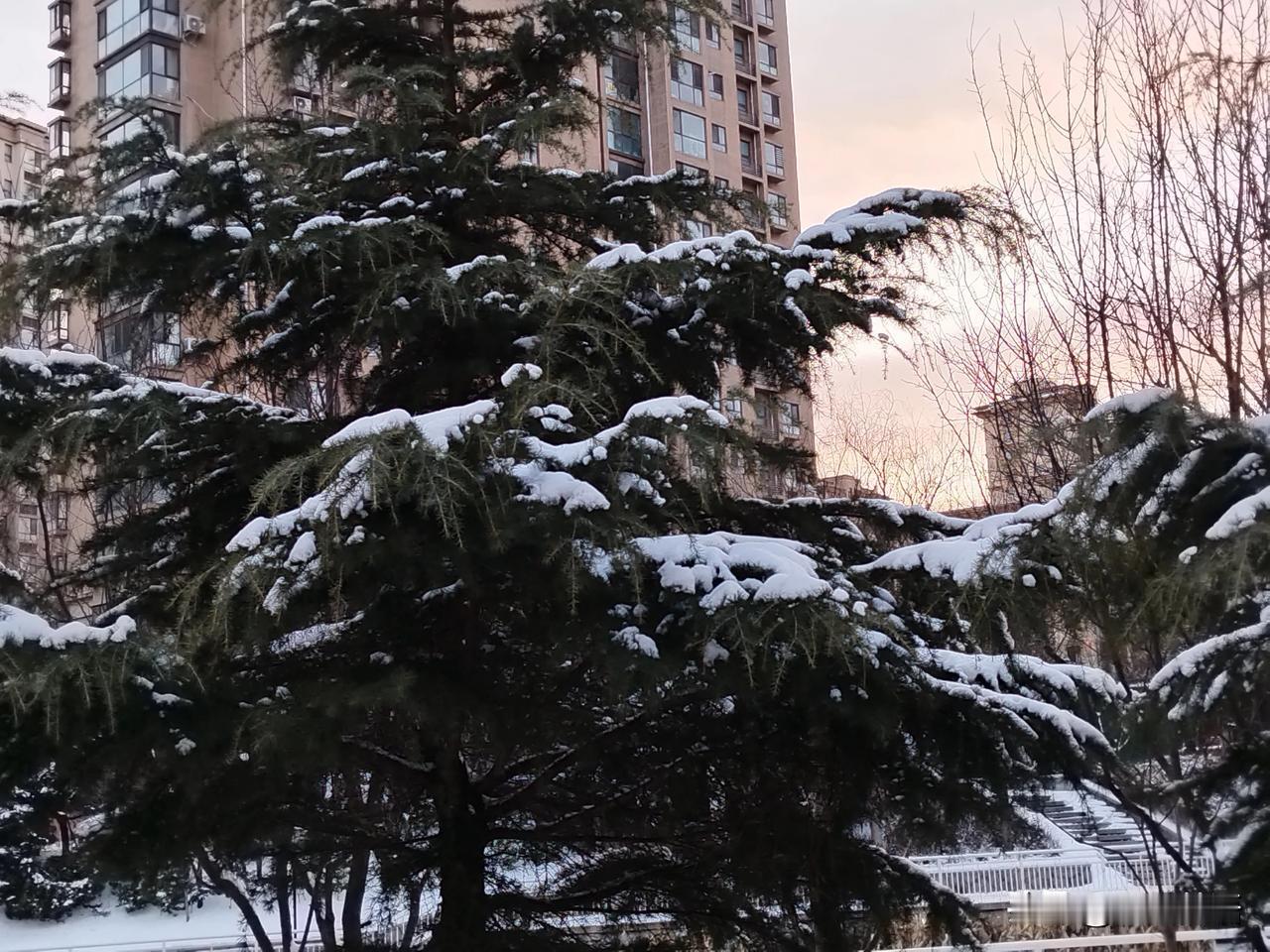 雪花飘飘，树影摇曳。