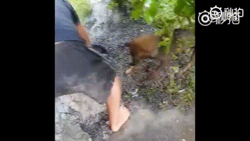 么叫敬畏生命？ 母爱让人感动！