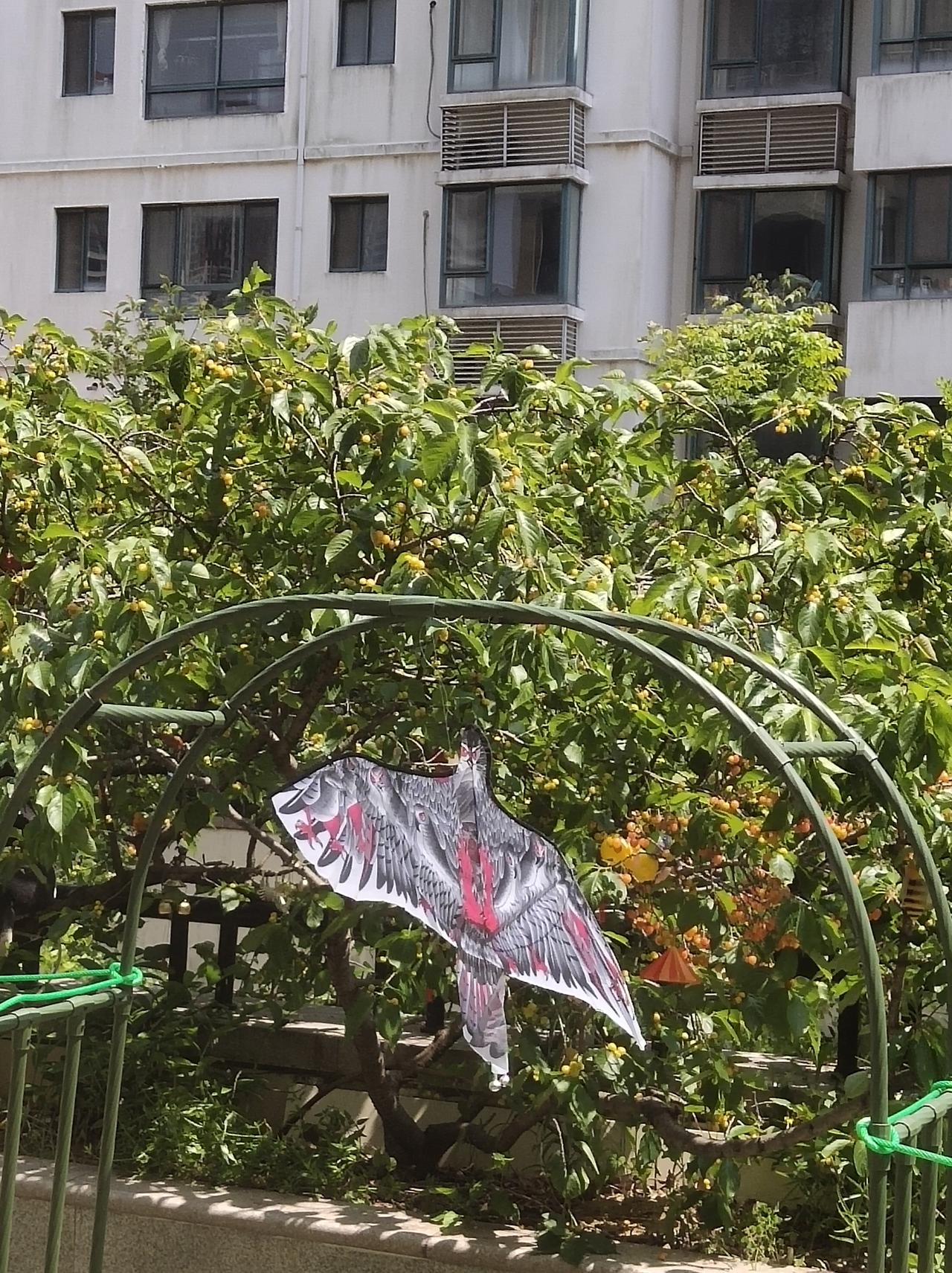 吃个水果容易吗？为防鸟是挖空心思，什么招数都使出来了

每到水果熟的时候，也是鸟
