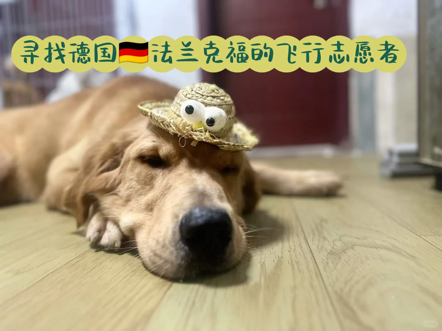 近期有没有飞往🇩🇪法兰克福的伙伴