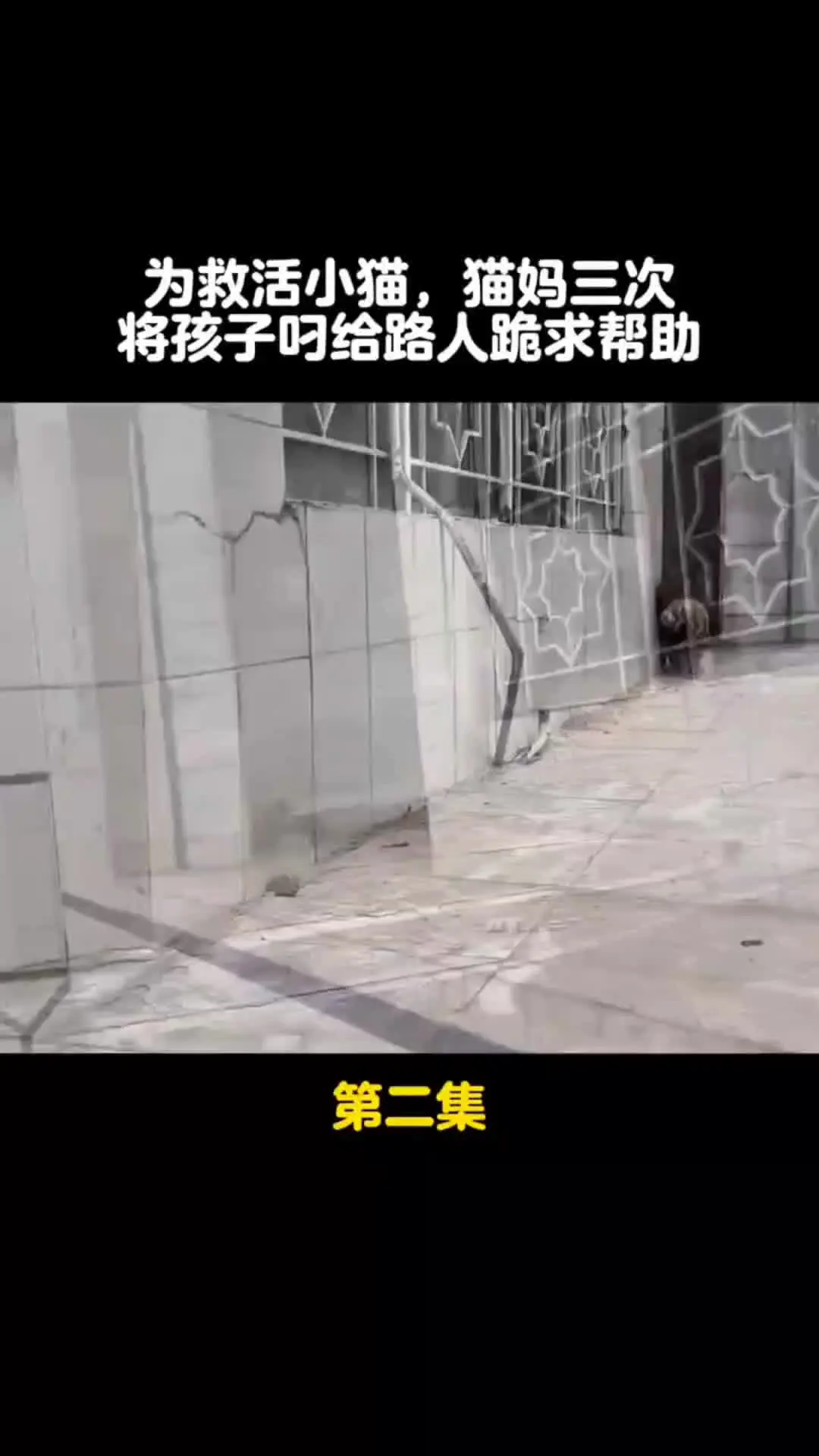 我的观影报告 内容启发搜索 动物的迷惑行为