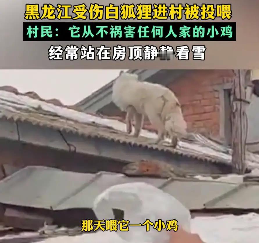 黑龙江望奎，男子听到院子里有动静，出门一看竟然是一只受伤的白狐，男子心疼，就喂给