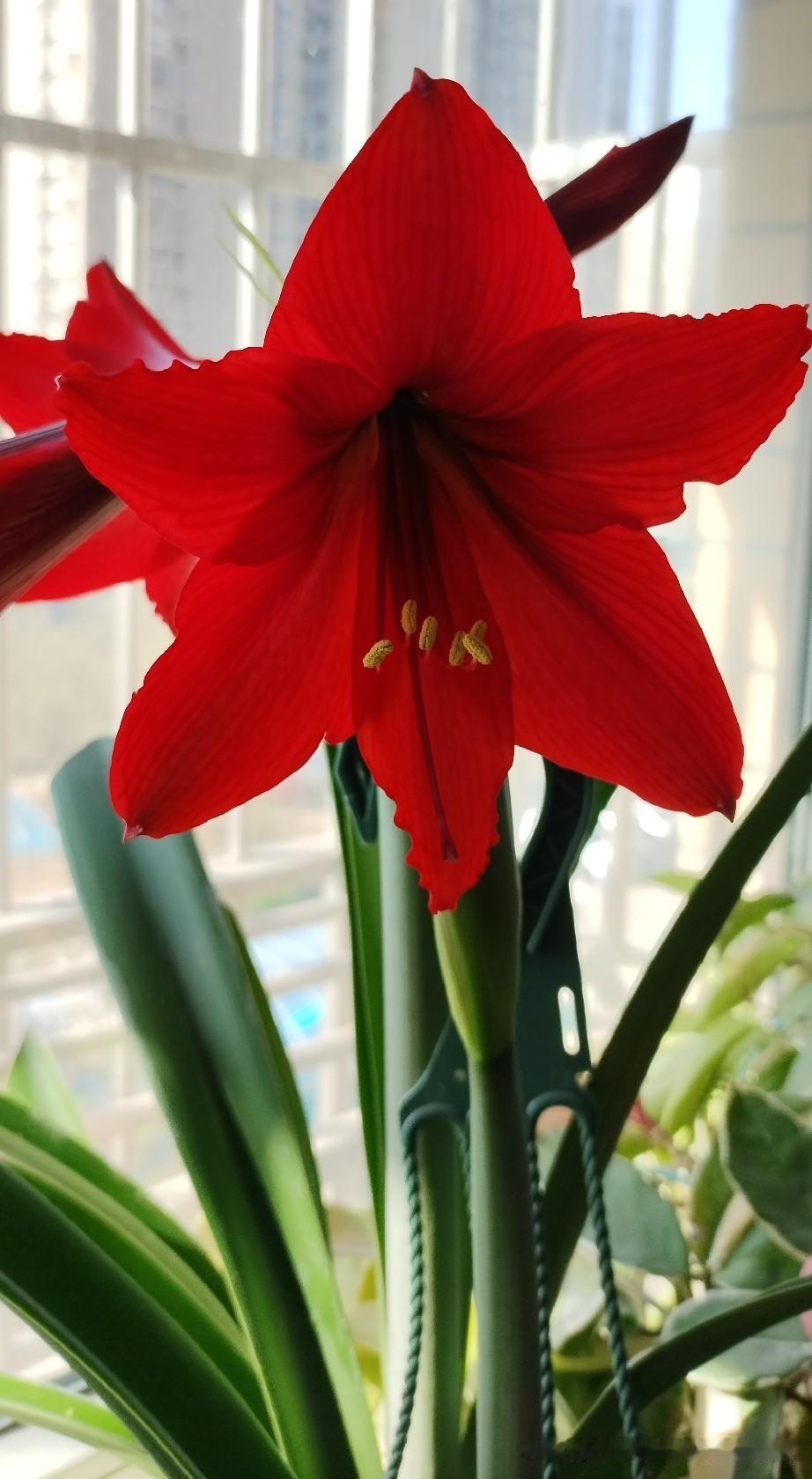 知道是什么花吗？