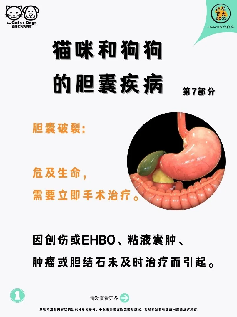 胆囊破裂