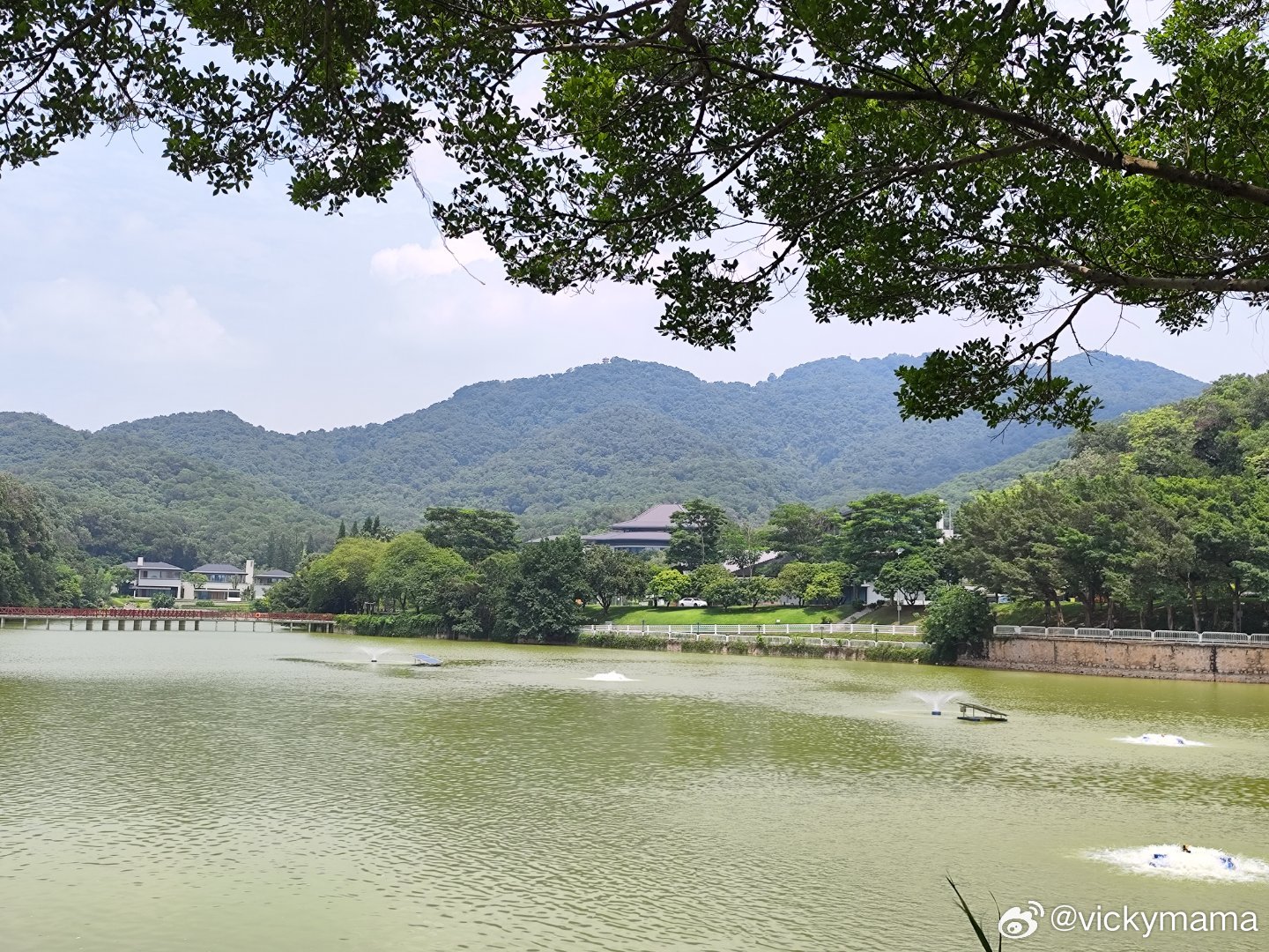 鸣泉居之夏绿油油~ 