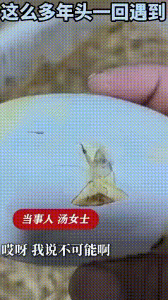 太罕见！江苏宿迁现生命奇遇，一枚狮头鹅蛋成功孵出两只健康小鹅
 真的大开眼界！养