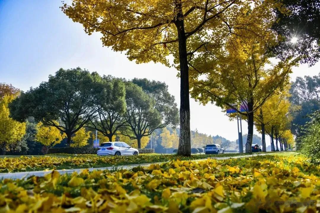 （原创）风起，叶落，遍地金黄一年一度的“秋日浪漫”也如约而至。浙江桐庐，金黄色的