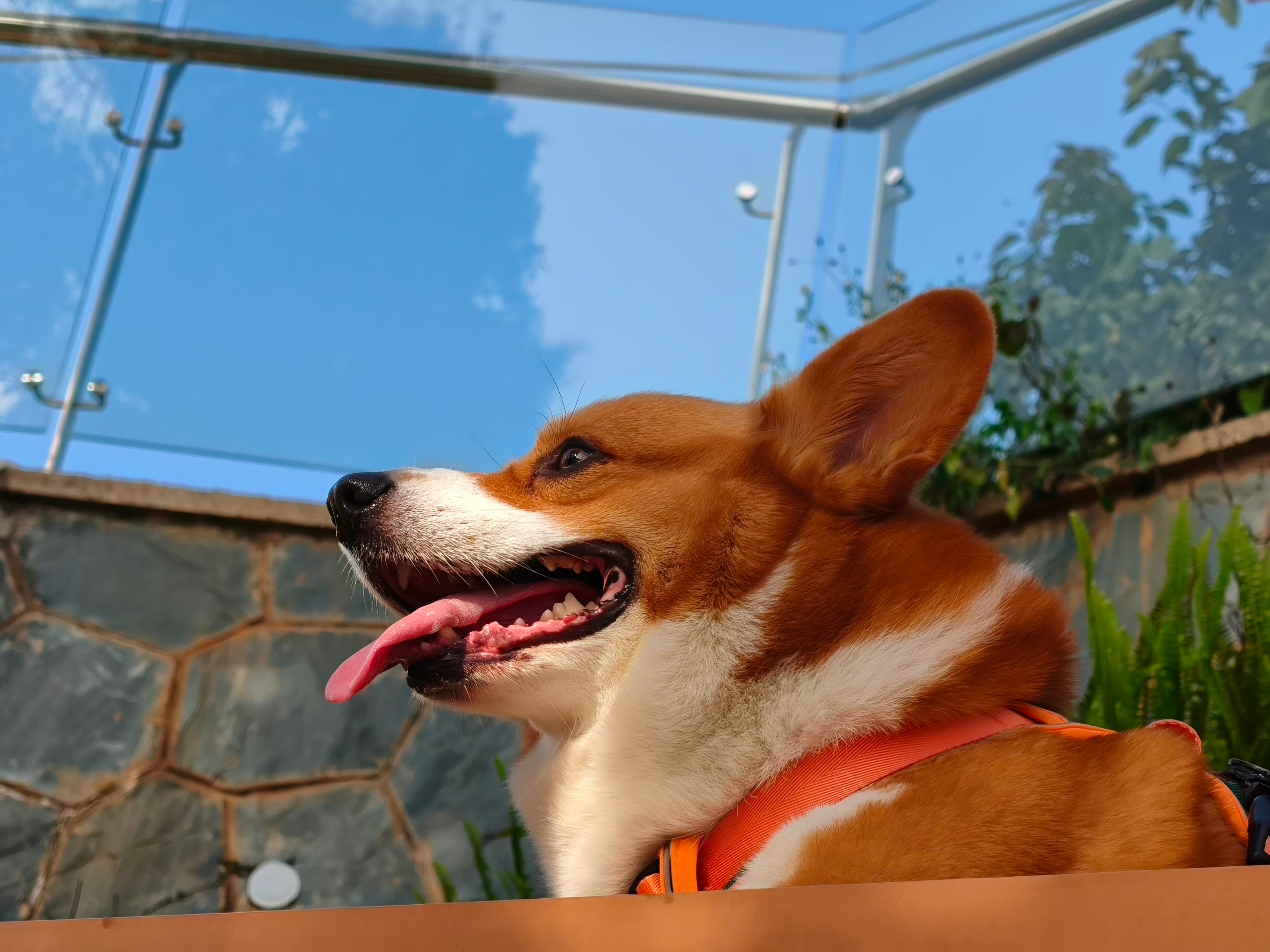 论小狗狗拍照角度的重要性～