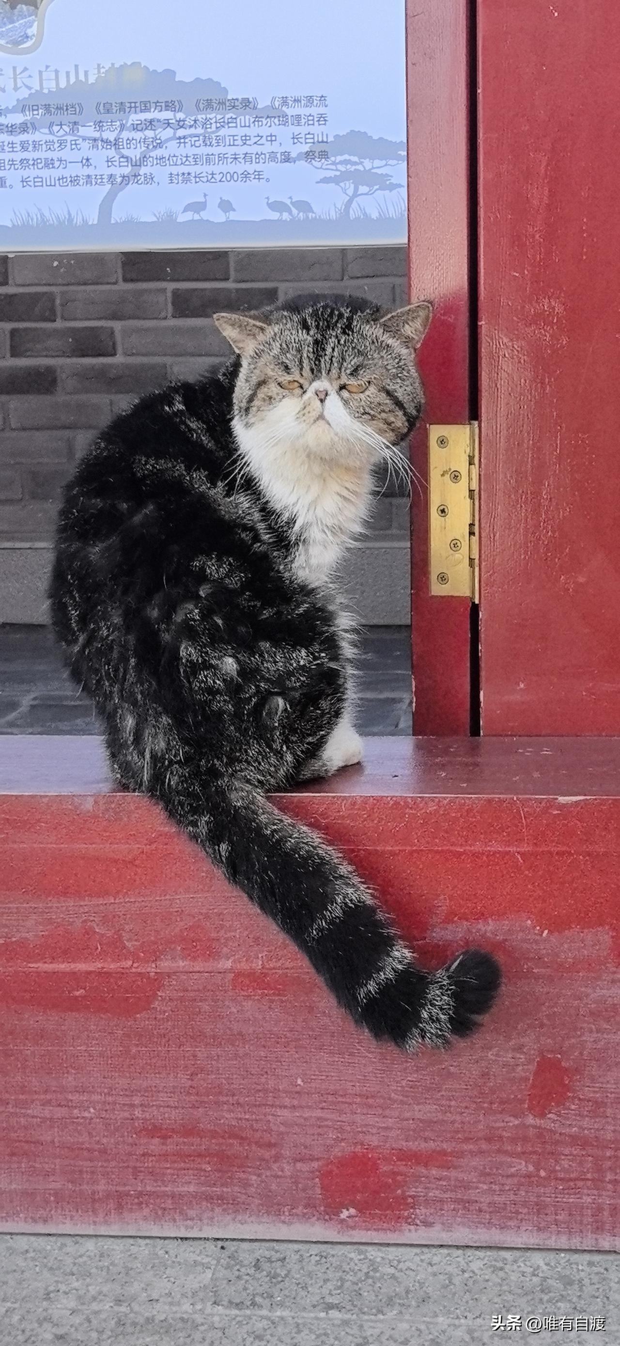 “诶呦”一声！
早上拖地，猫腰下蹲时，忽然感觉膝盖还有点胀痛。
这一下子让我想起