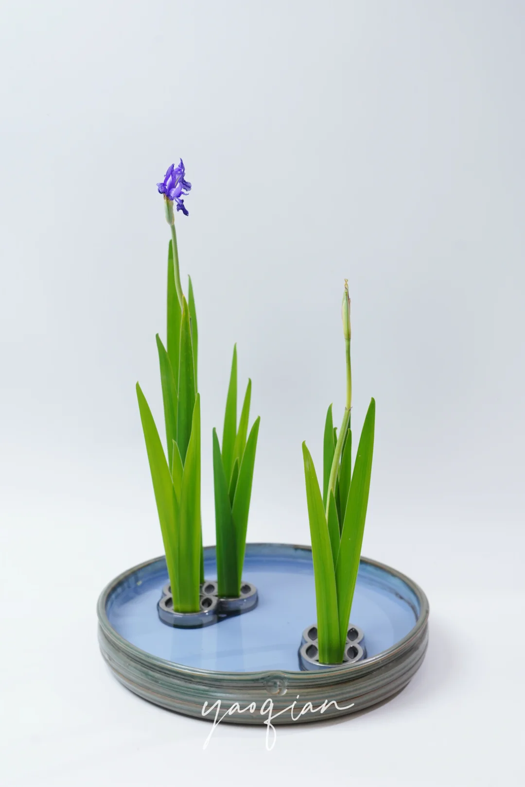 燕子花写景盛花样式本位