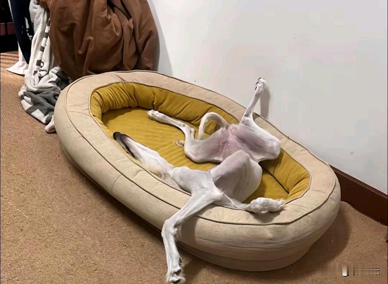 第一眼我是真没看出来是狗