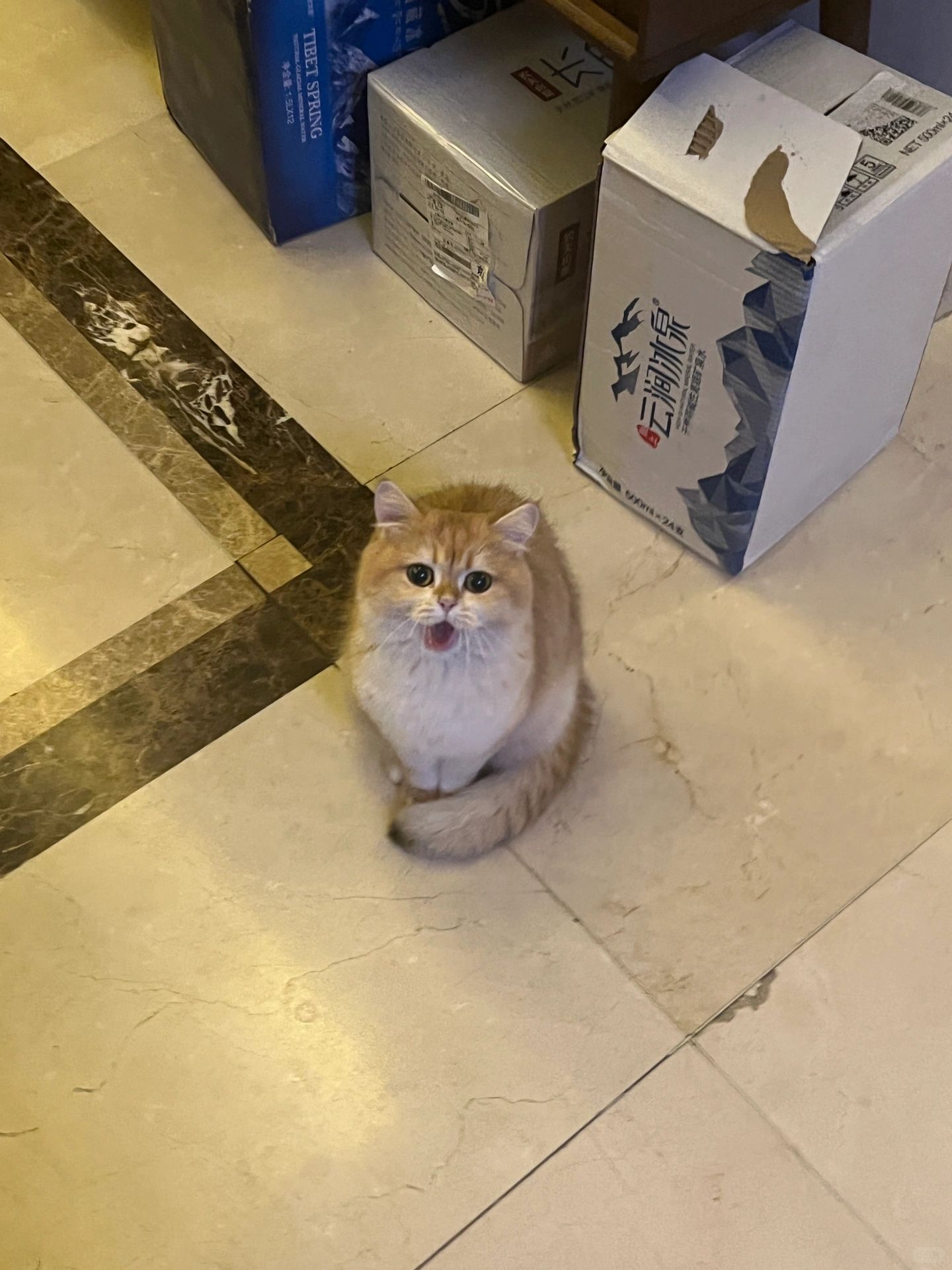 对哈基米的爱又过了一个四季