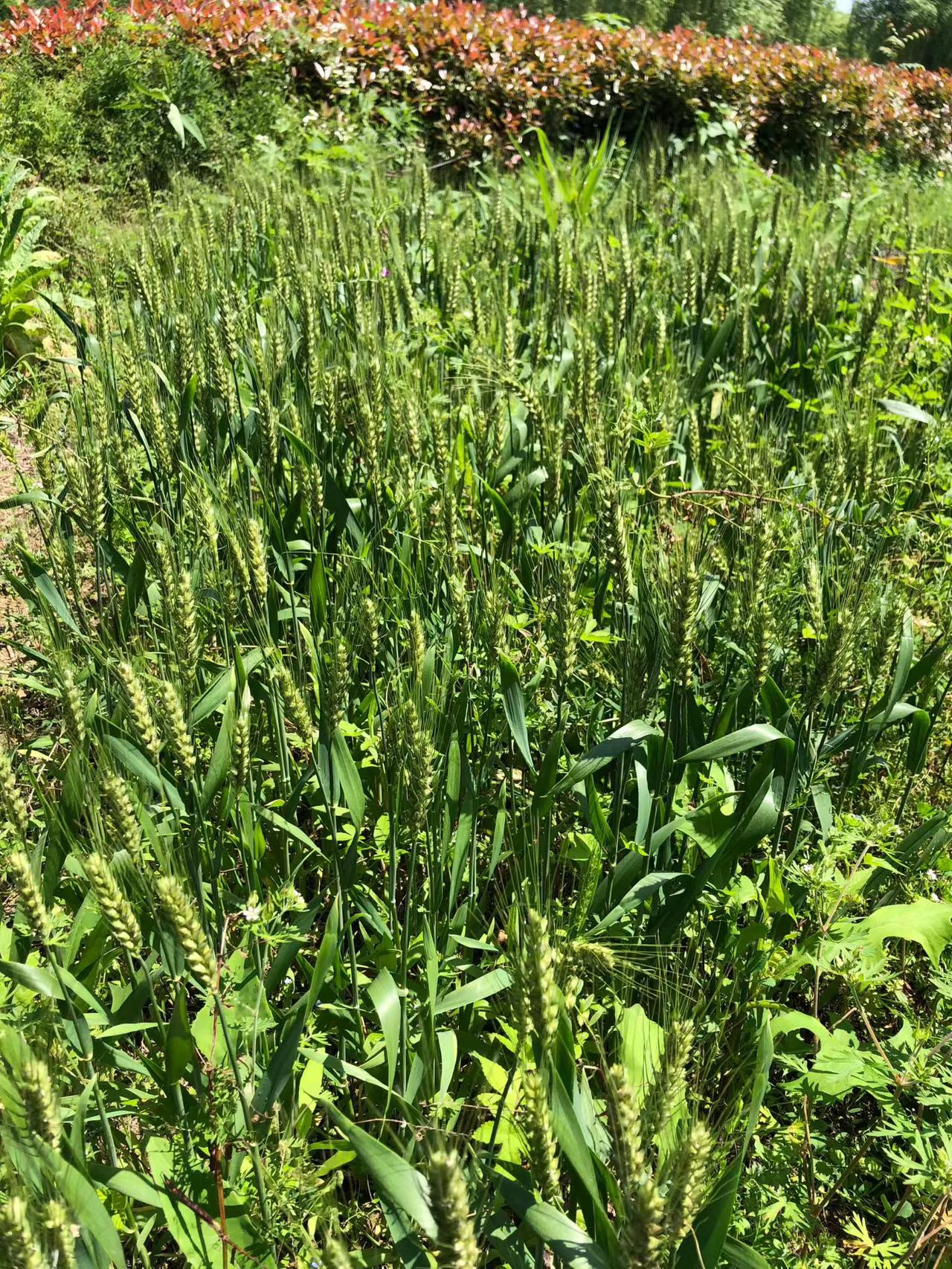 麦田，长满了草