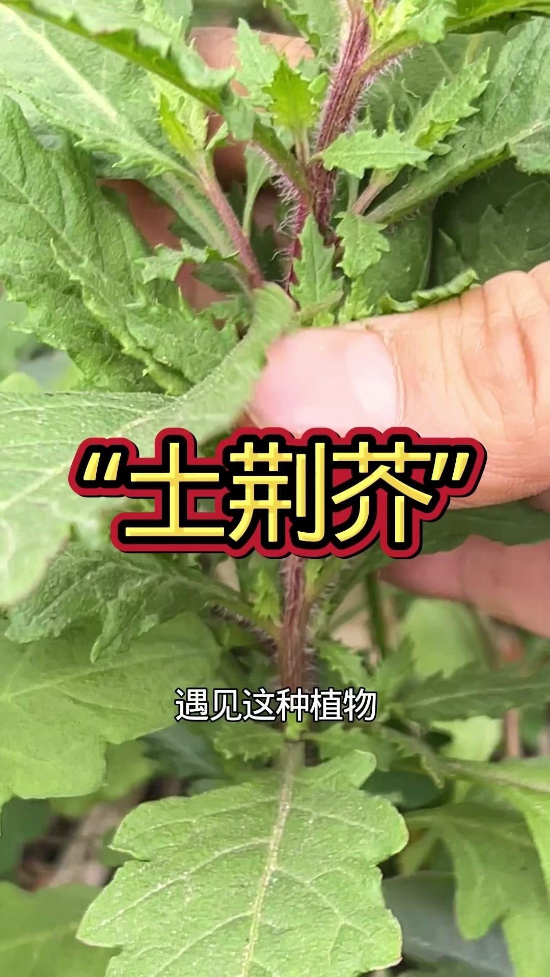 土荆芥听名字觉得普通，但它其实是一味有历史的中药材，在民间应用很久了，帮过不少人