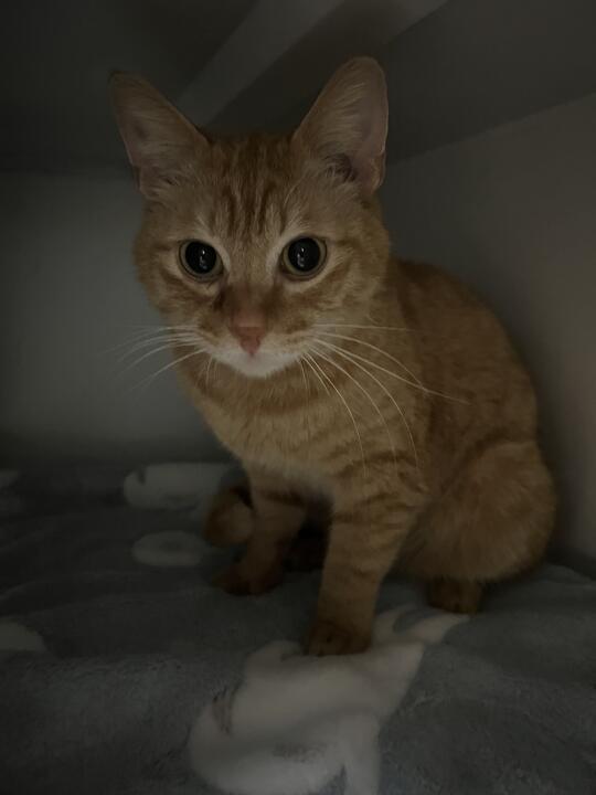 还愿走丢的小猫回来了