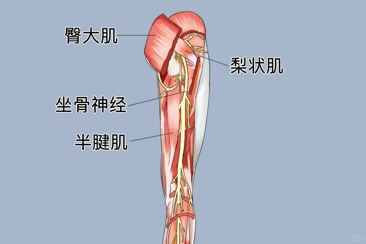 坐骨神经在哪个位置示意图
