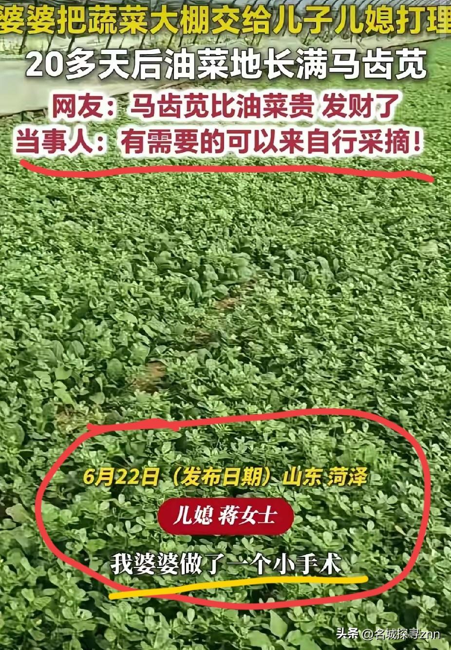 “笑不活了！”山东菏泽，婆婆把蔬菜大棚交给儿子儿媳管理。没想到，20天后，油菜地