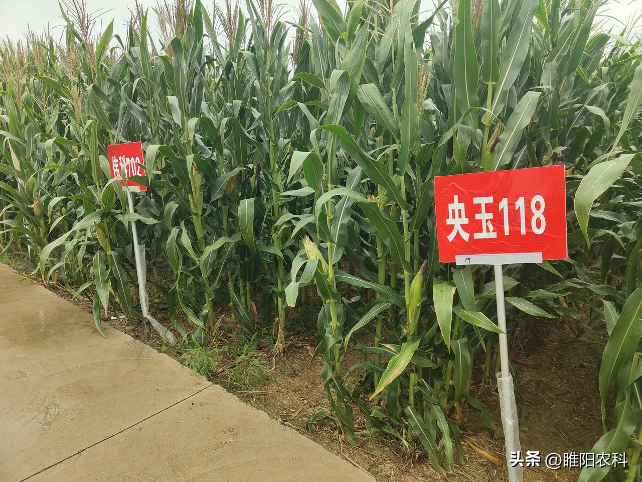 晒图笔记大赛这就是大家说的转基因玉米，转基因玉米优点确实非常突出。首先，不需要打