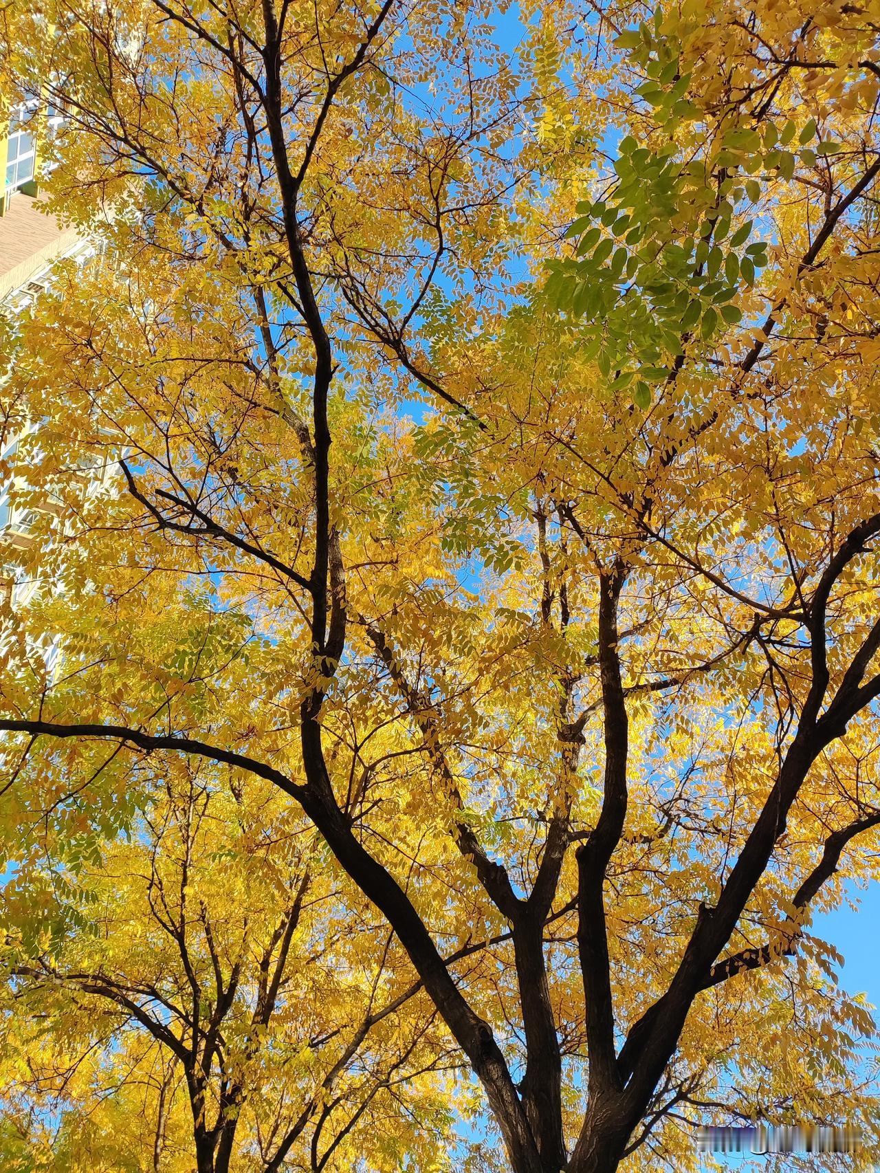 日语主要由以下几个部分组成：

文字系统

● 汉字
    	○ 来源：汉字是