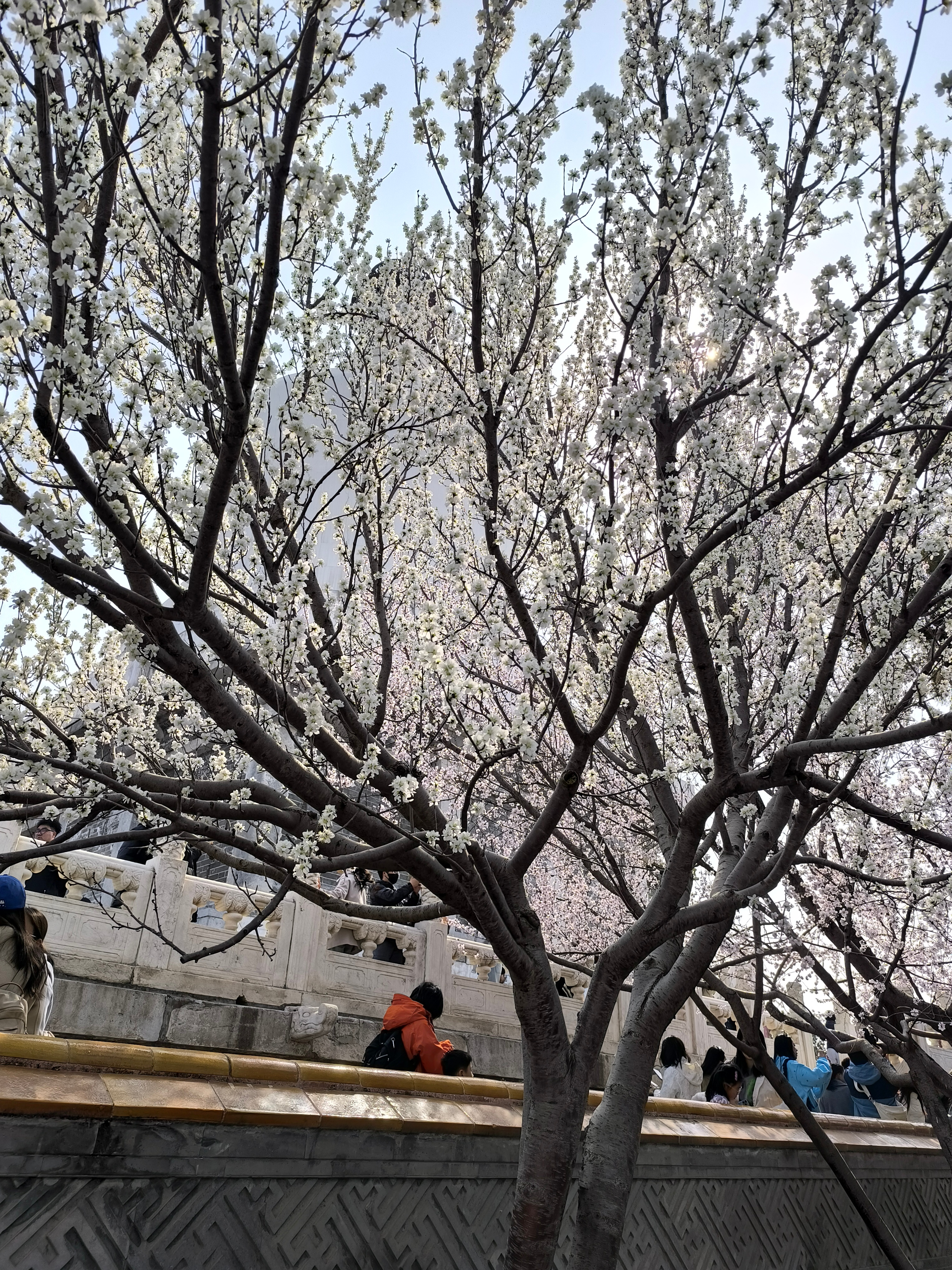 让我们荡起双桨！玻利瓦尔英雄之地春游今日平凡 北京·北海公园-琼华岛