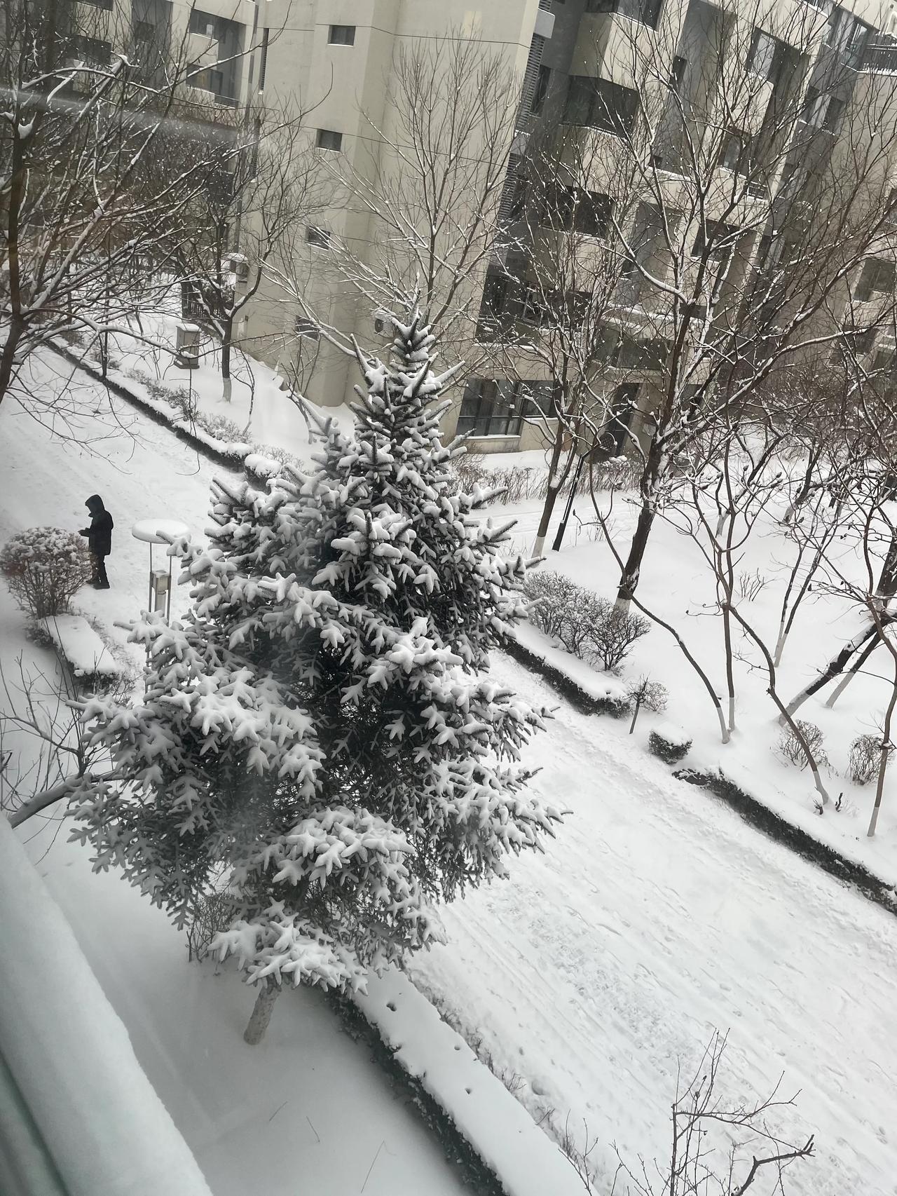 沈阳咋样啊？昨天晚上开始下雪，今天早晨起来地面，树枝上都有雪，现在依然飘雪，飘的