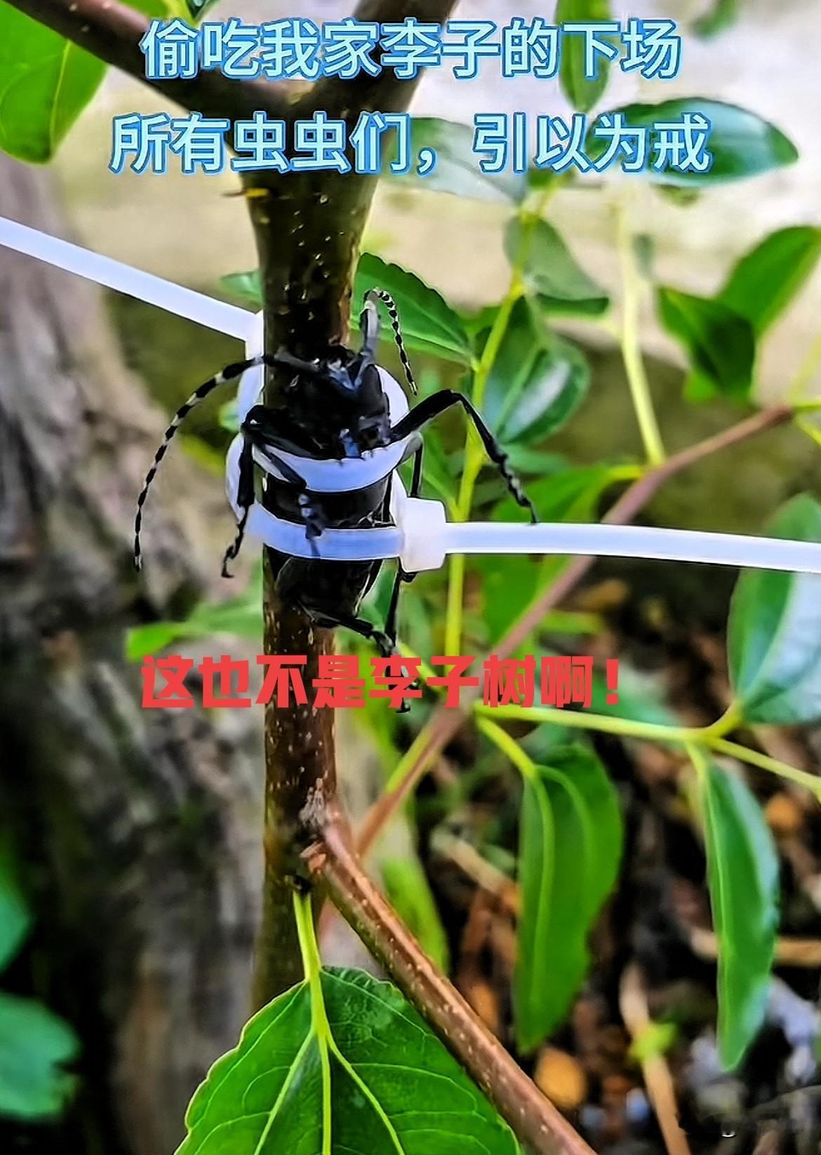 小时候见过这种天牛，没想到还能这么对付它！