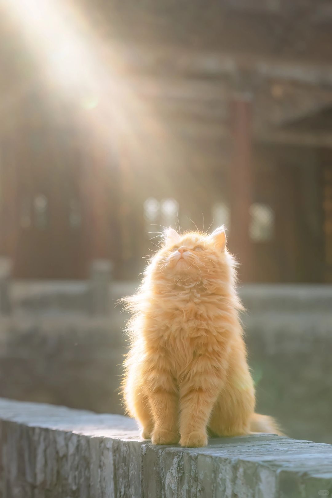 圣光昭昭 赐福喵喵！