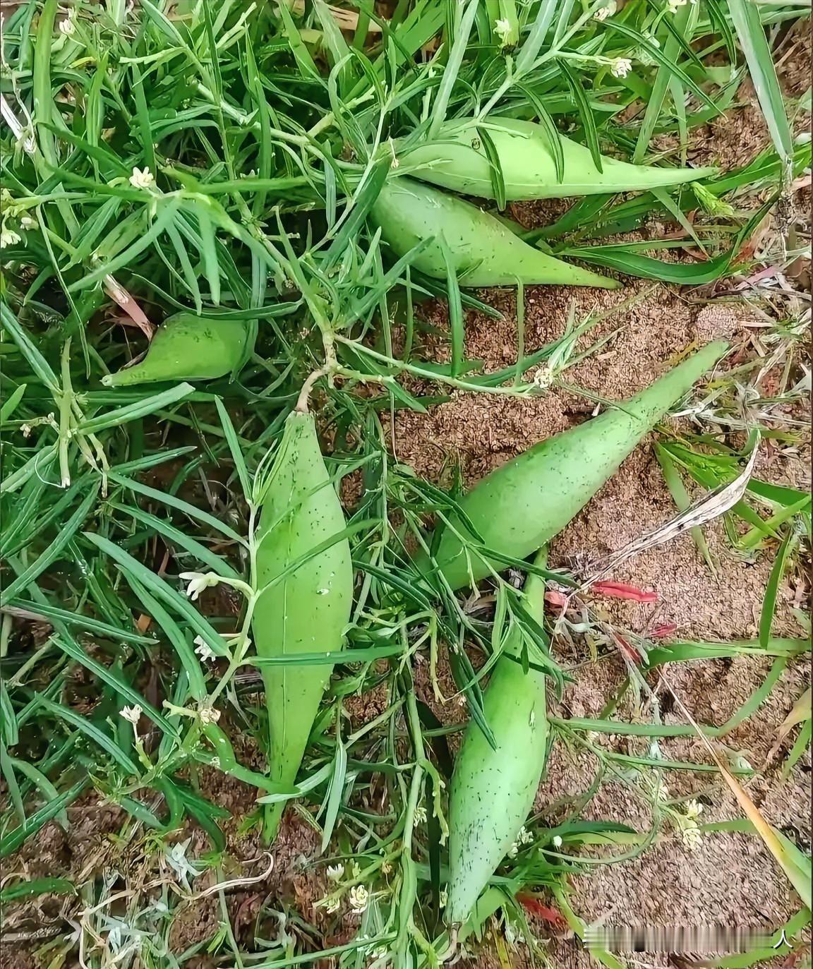啥东西？见过没