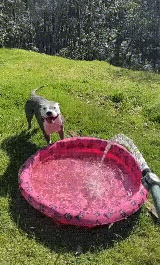 狗子和狗子之间，真的有区别的，不相信你看。