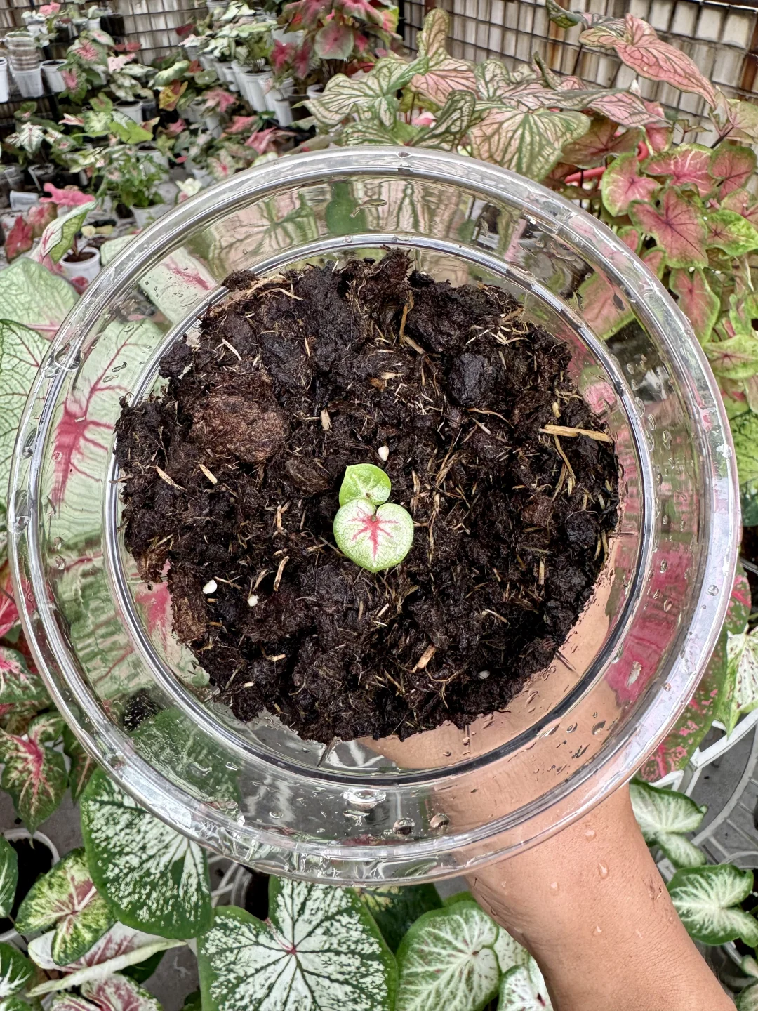 彩叶芋｜贵姓啊您✂️