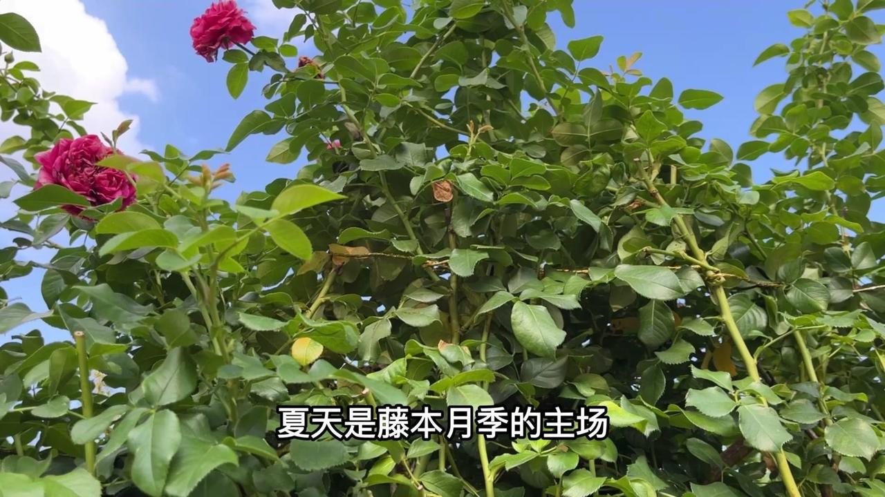 🌿当灌木月季在装死、躺平不生长的时候，藤本月季却在拼命的冒新笋、发新芽，完全一