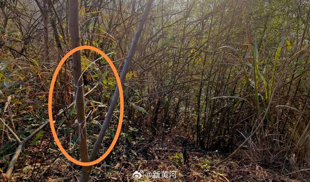 【#家属称出事地五年3人被电击死亡#】#湖北一教师被捕兽电网电击身亡# 12月1