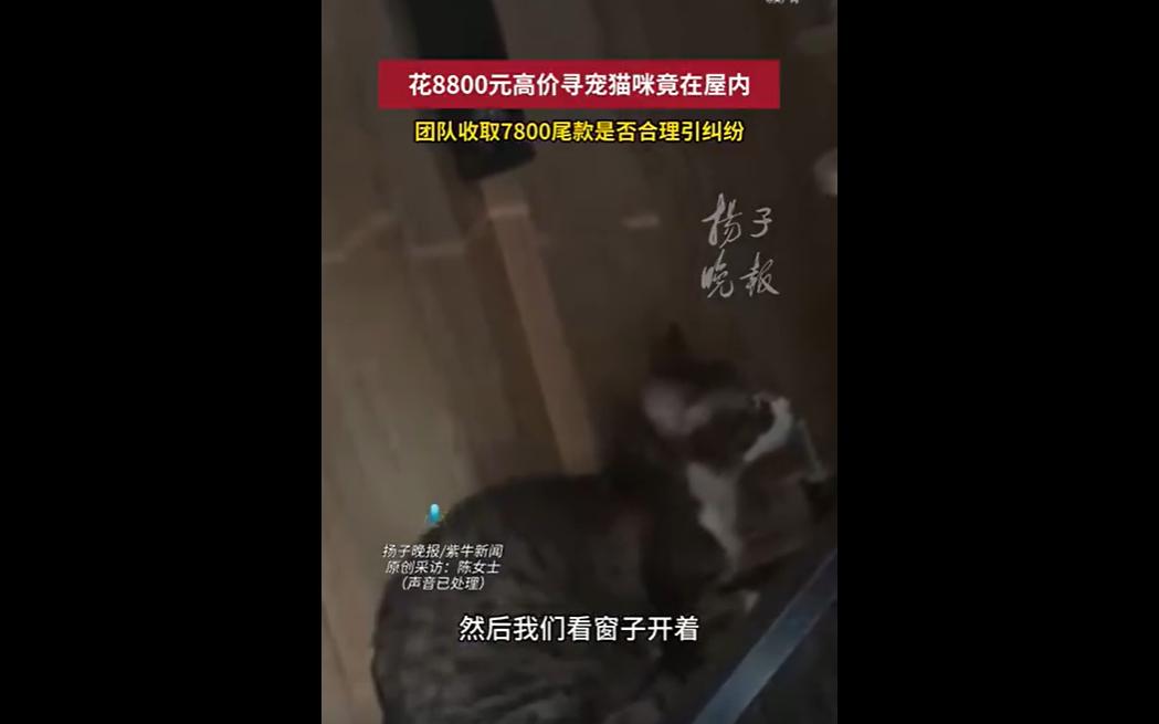 近日，上海陈女士误以为猫咪走失，花费 8800 元聘请专业寻宠团队，预付 100