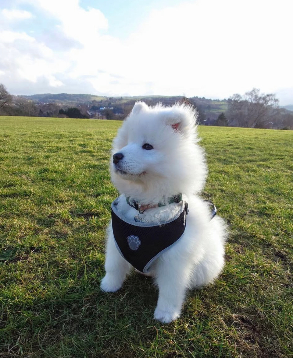 放学后等待妈妈来接的萨摩耶宝宝 