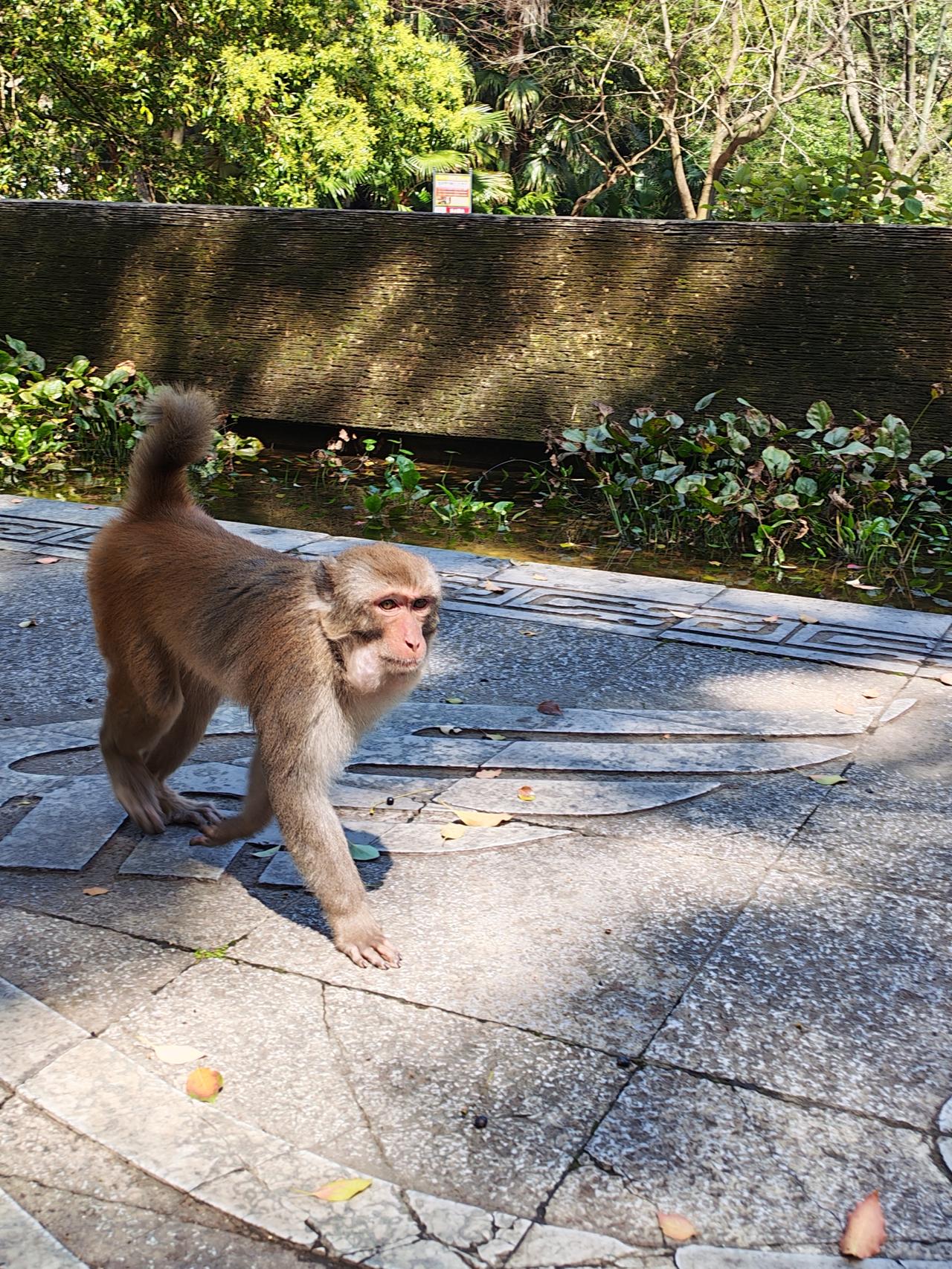 偶遇一只“拦路”小猴🐒
 今天出门散步，在林间小道偶遇一只不怕人的小猴子。它慢