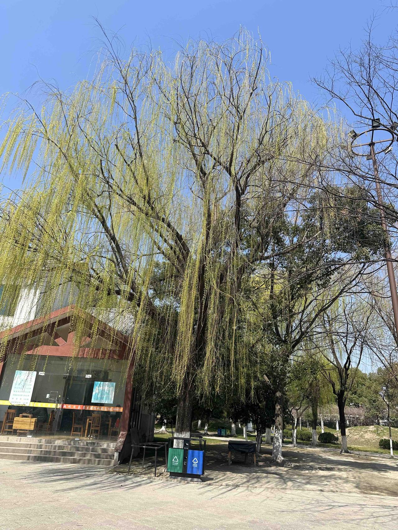 阳光洒在垂柳上，微风轻拂，感受大自然的宁静与美好。