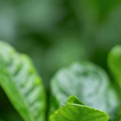 栀子花种植方法：1. 光照适宜：栀子花喜充足散射光，宜放置于光线明亮但无强光直射