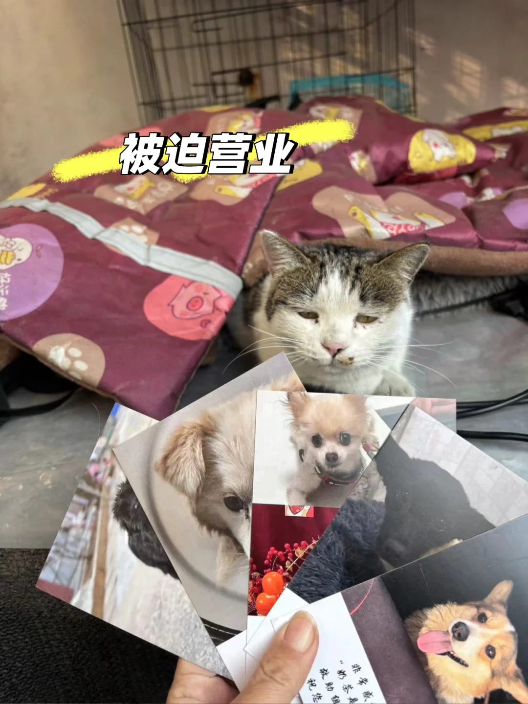 人，进来买咪的明信片，快点儿！