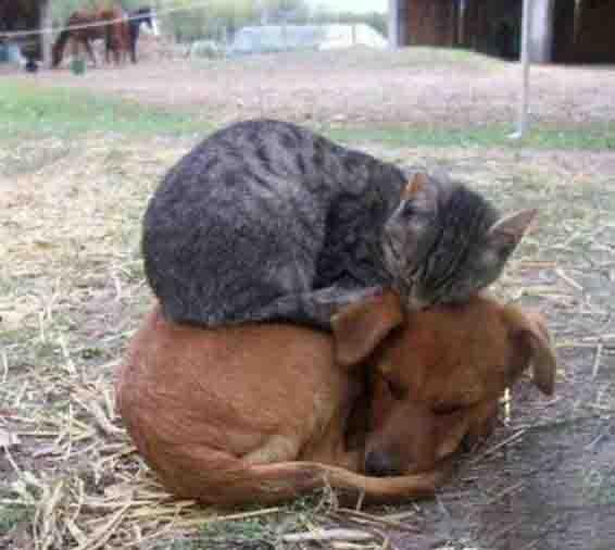 猫喜欢黏着狗…