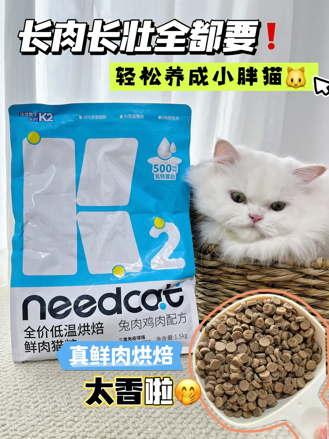 “林黛玉小猫”成功上岸 抵抗力up up❗️