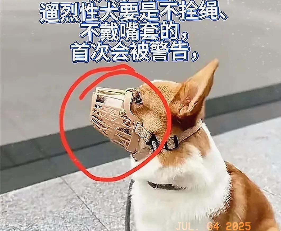 最近杭州重启三十年养犬旧规，白天禁止遛狗、违规重罚，瞬间引爆全网舆论。
 
支持