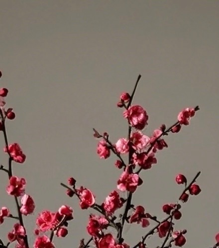 梅花种植方法：1. 阳光充足：梅花喜欢温暖、阳光充足的环境，在栽培植株时，可以将