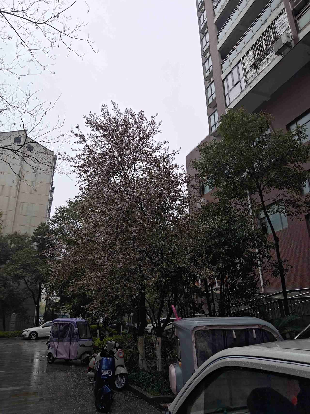 我的今日状态：🐯虎虎生威
我这里的天气：🍂微风