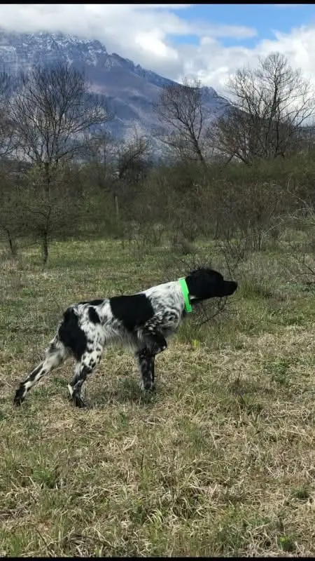 法国🇫🇷遗传学 黑白色布列塔尼犬