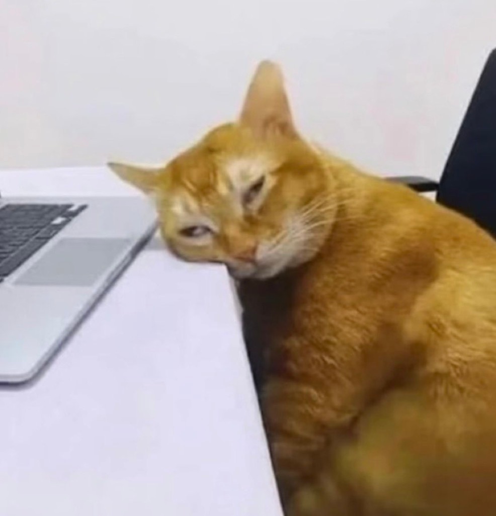 周末猫猫·一些动物