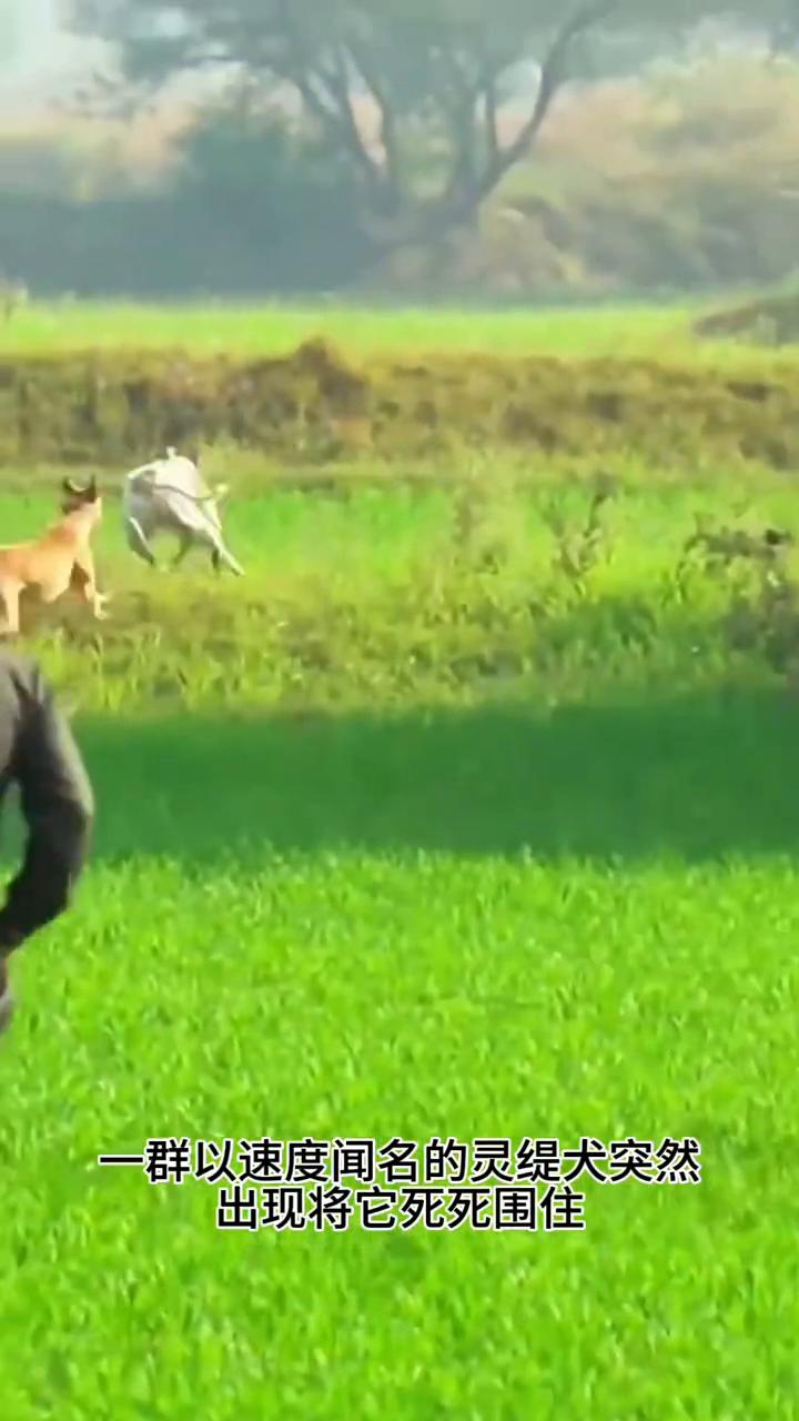 最聪明的野兔。
野外的野兔为了活命能有多拼？这只野兔在绝境中的表演绝对超乎你的想