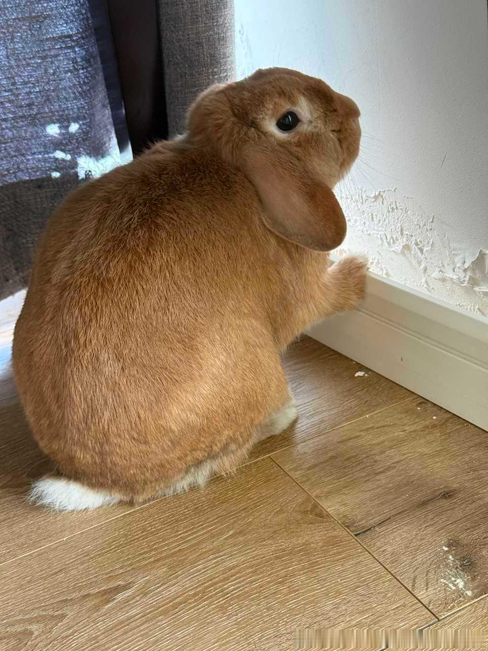 14120🐇【装修大队】喂。你把我房间踢脚线掰出来了墙啃了窗帘啃了还装自己萌萌