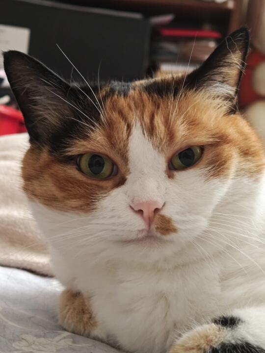 警惕这种面相的小猫哈
