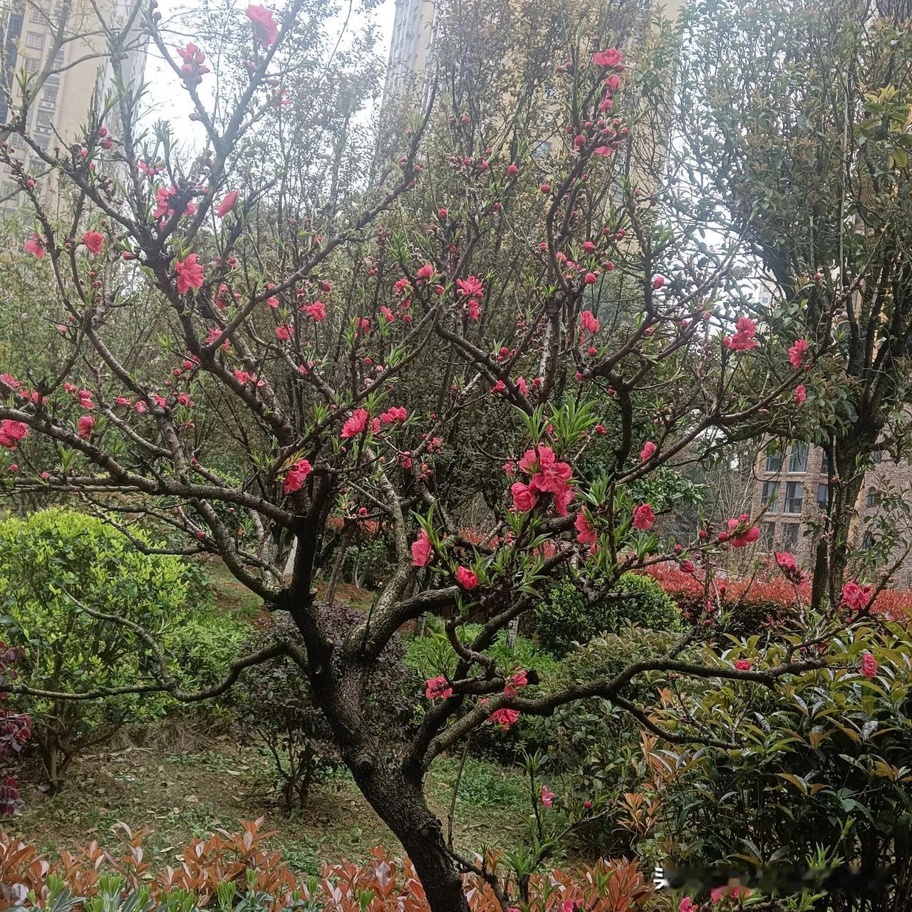 春日生活打卡季春天是花儿的世界，它们在这个季节里争奇斗艳，竞相开放，为大自然增添
